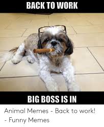 Funny work memes to help get you thru a hard day at the office. 25 Best Memes About Back To Work Funny Back To Work Funny Memes