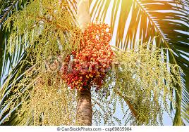 Level 68 farmers may grow a palm tree by planting a palm tree sapling in a fruit tree patch. Date Palm Fruit Sealing Wax Palm On The Tree In The Garden Canstock