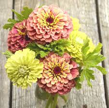 Native to mexico and central america, it was grown by the ancient aztecs and later brought to europe in the 1700s. Pin On Garden Style