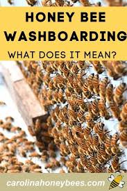 The Mystery Of Bee Washboarding Behavior In 2020 Bee Keeping Bee Facts Bee