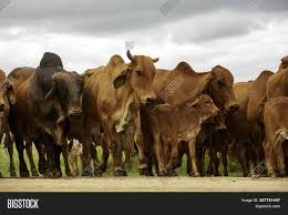 Brahman cattle are known for their extreme tolerance to heat and are widespread in tropical brahman cattle live longer than many other breeds, often producing calves at ages 15 and older.5. Herd Brahman Cattle Image Photo Free Trial Bigstock