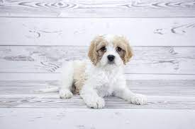 We did not find results for: Cavachon The Complete Care Guide To This Teddy Bear