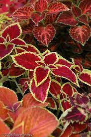 Coloorful Coleus Plants Shade Plants Flower Centerpieces