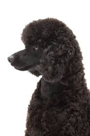 Black And White Toy Poodle Types Of Poodle Top Knot Top Knot From The Side Poodle Forum Standard Poodle Toy Poodle Poodle Standard Poodle Red Poodles