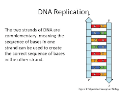 Guanine is the complementary base of cytosine. What Does It Mean When Dna Is Complementary