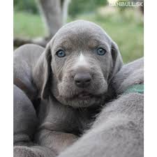 Image result for slovenský ohař hrubosrstý