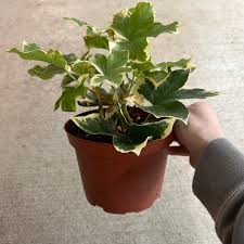 Image result for × Fatshedera