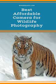 Best Affordable Camera For Wildlife Photography Wander Daddy Wildlife Photography Wildlife Wildlife Photography Tips