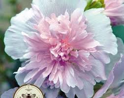 Image result for Alcea rosea `Appleblossom`