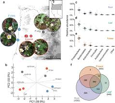 Check spelling or type a new query. The Effects Of Host Species And Sexual Dimorphism Differ Among Root Leaf And Flower Microbiomes Of Wild Strawberries In Situ Scientific Reports