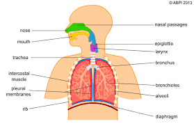 Human respiratory system, the system in humans that takes up oxygen and expels carbon dioxide. The Breathing System Abpi Resources For Schools Respiratory System Projects Human Body Systems Respiratory System