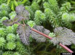 Image result for Hyptis