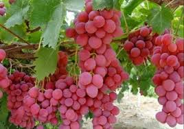 Gambar anda terlalu besar untuk ukuran file? Tips Cara Menanam Anggur Berkualitas Tukang Taman Jogja Jasa Taman Di Jogja