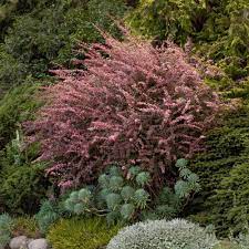 Rose Glow Barberry Shrub Shrubs Fast Growing Trees Large Plants