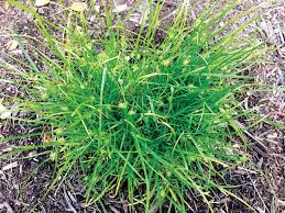 Image result for Kyllinga