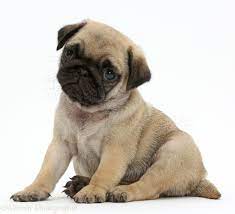 Dog Pug Puppy Sitting Photo Wp41992 Pug Puppy Puppy Sitting Puppy Dog Photos