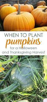 Growing Pumpkins From Seeds Tips Tricks And The Best Variety To Try Growing Pumpkins Pumpkin Garden Planting Pumpkins