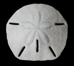 (keyhole urchin) on a gray background. A07 The Skeleton Of The Sand Dollar As A Biological Model For Segmented Shells In Building Construction Transregio Sfb Trr 141 Biological Design And Integrative Structures
