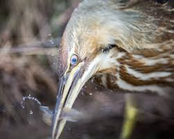 The birds are often difficult to be found at first glance. Ain T Bothered In Its Particular Habitat And Lifestyle Th Flickr