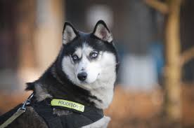Contact the insurance provider through phone or computer based system to confirm coverage for the patient. Siberian Husky Condition Checker Police Dogs Siberian Husky Husky