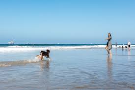 The preservation society of huntington dog beach is a 501(c)3 nonprofit corporation. The 6 Best Off Leash Dog Beaches In Southern California Travel Pockets