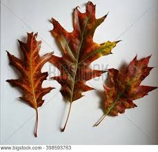 Indica, by the look of the furled flower, and the leaves do appear to have three lobes, at least, i think the one i can partially see does. Three Lobed Leaves Images Illustrations Vectors Free Bigstock