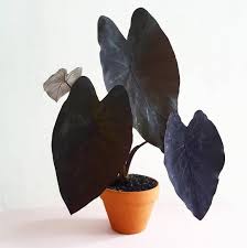 Black coral colocasia esculenta (taro, elephant ear, black magic) + make sure to like, subscribe & share if you liked this week's video! Images Of Black Magic Elephant Ear Peepsburgh