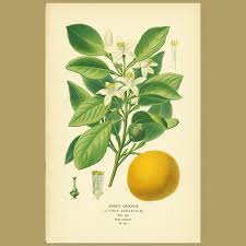Image result for Citrus × aurantium