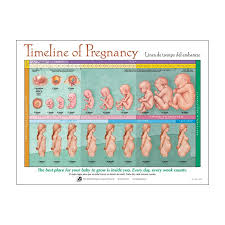 timeline of pregnancy chart