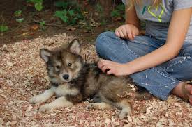 Italian greyhound puppy for sale. Tamaskan Club Of America Tamaskan Puppies Tamaskan Puppies Tamaskan Dog Cute Dogs