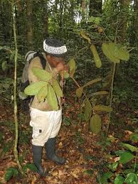 Image result for Warneckea sp.