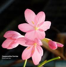 Image result for Hesperantha petitiana