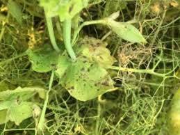 Your snow peas react to too much water in the same way they react to too little water: Field Pea Foliar Diseases Alberta Pulse Growers