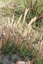 Image result for Triumfetta setulosa