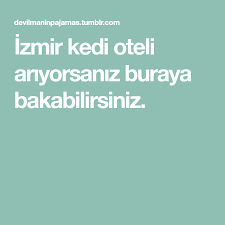 Instagram Kullanim Kilavuzu Oteller Instagram Kedi
