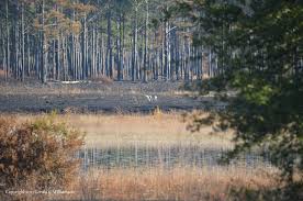 Check spelling or type a new query. Rv Journal Mike Roess Gold Head Branch State Park Florida Uswildflowers Com Journal