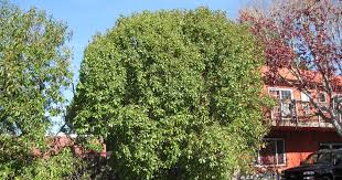Image result for Myoporum laetum