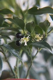 Image result for Buxaceae
