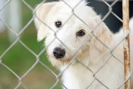 480$ for puppies under 9 months. South Jersey Regional Animal Shelter S Home On The Web