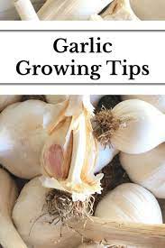 Growing Garlic At Home A Mostly Hands Off Approach Nourishing Pursuits Types Of Herbs Growing Garlic Garlic