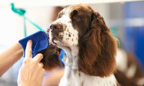 Does your puppy love their grooming and pampering time? Puppy Love Dog Grooming From 35 Las Vegas Nv Groupon