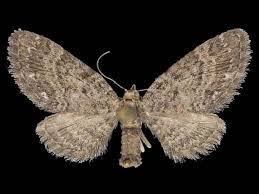 Image result for Eupithecia conterminata