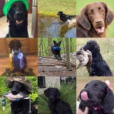 Don't miss what's happening in your neighborhood. Mid Atlantic Flat Coated Retriever Club Home Facebook