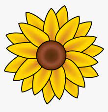 Learn how to draw a sunflower! Basic Sunflower Easy Drawing Novocom Top