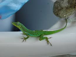 Resultado De Imagen De Most Beautiful Spider Animals Lizard