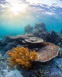Pin On Snorkeling Photos