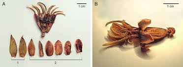 Image result for Melastomastrum segregatum