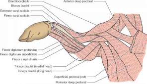 Procedure H Muscles Of The Forelimb Human Anatomy Guws Medical