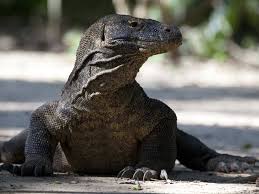 Prince philip is currently 99 years old. Indonesia Closing Giant Lizard Island The Canberra Times Canberra Act