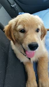 Das wünschen wir allen besuchern unserer seite. Happy Von Sweet Amber Cute Animals Golden Retriever Dogs